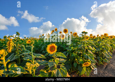 Close up of tall tournesols dans un champ à l'intérieur de la région du nord-ouest de Spokane, Washington Banque D'Images