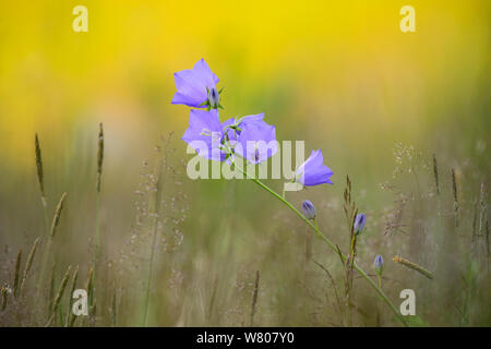 La campanule à feuilles de pêcher (Campanula persicifolia) dans un pré au coucher du soleil à Tartu, Estonie. De juin. Banque D'Images