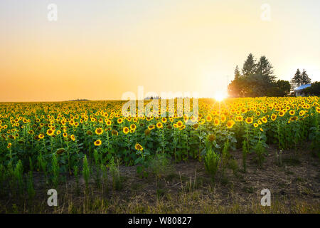 Un grand champ de tournesols en fleurs à côté d'une petite maison de ferme au coucher du soleil dans la zone nord-ouest de l'intérieur de Spokane Washington Banque D'Images