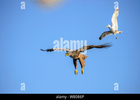 Goéland argenté (Larus argentatus) mobbing pygargue à queue blanche (Haliaeetus albicilla) Norvège, juillet. Banque D'Images