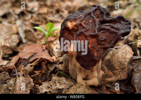 Faux Morel (Gyromitra esculenta) Musteika Village, Lituanie, Mai. Banque D'Images