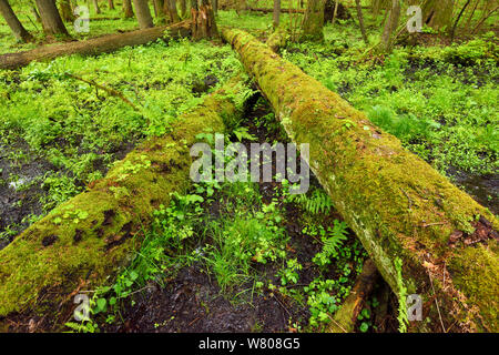 Les troncs des arbres couverts de mousse, et des arbres tombés dans les vieilles forêts feuillues et mixtes de conifères, Punia, réserve forestière de la Lituanie, de mai. Banque D'Images