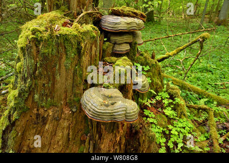 Hoof tinder fungus (Fomes fomentarius) dans les vieilles forêts feuillues et mixtes de conifères, Punia, réserve forestière de la Lituanie, de mai. Banque D'Images