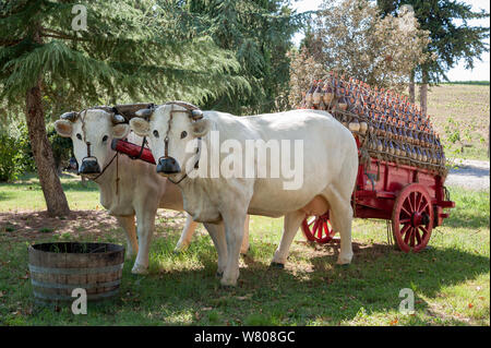 Les loisirs d'un wagon florentine traditionnelle pleine de flacons de vin de Chianti, tiré par une paire de boeufs de race Chianina. Banque D'Images