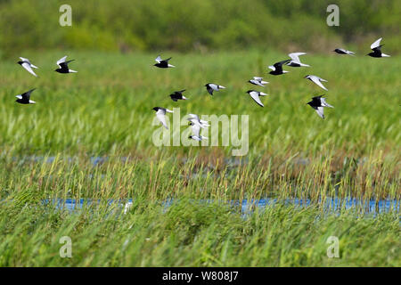 Bande de la guifette noire (Chlidonias leucopterus), Guifette noire (Chlidonias niger) et guifette Moustac (Chlidonias hybrida) Delta du fleuve Nemunas, Lituanie, Mai. Banque D'Images