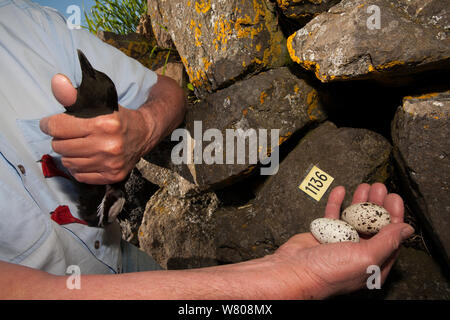 Sonnerie Peterson Aevar guillemot à miroir (Cepphus grylle), l'île de Flatey Breidafjordur, Islande, juin 2007. Aevar Peterson sonne d'oiseaux sur l'île de Flatey pendant 30 ans. Banque D'Images