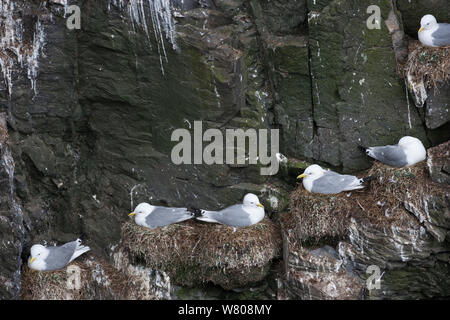 La mouette tridactyle (Larus tridactyla) colonie de nidification, Latrabjard falaise, Islande, juin. Banque D'Images