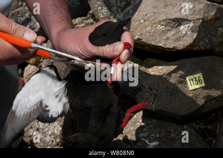 Sonnerie Peterson Aevar guillemot à miroir (Cepphus grylle), l'île de Flatey Breidafjordur, Islande, juin 2007. Aevar Peterson sonne d'oiseaux sur l'île de Flatey pendant 30 ans. Banque D'Images