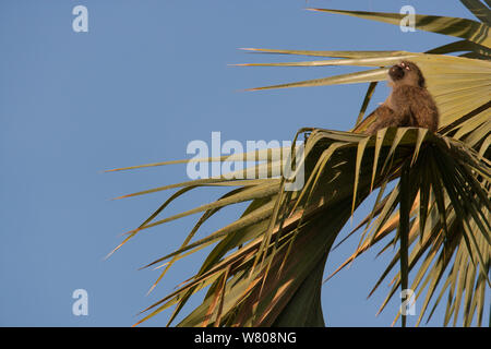 Le babouin Olive Papio hamadryas (anubis) dans palm tree, Tarangire NP, en Tanzanie. Janvier. Banque D'Images