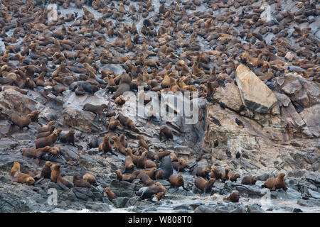 La mer d'Amérique du Sud (Otaria byronia) et américains (Arctocephalus australis) Punta Coles, Pérou, décembre. Banque D'Images