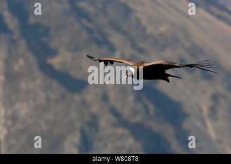 Condor des Andes (Vultur gryphus) planeur au Canyon du Colca, Andes, Pérou. Banque D'Images