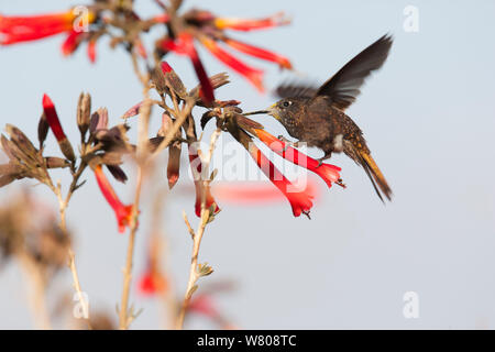 (Aglaeactis cupripennis Shining sunbeam) alimentation, canyon de Colca, Pérou, novembre. Banque D'Images