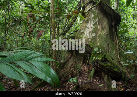 Liana épais s'élevant autour du tronc d'un arbre, le Parc National de Way Kambas, Sumatra, Indonésie. Banque D'Images