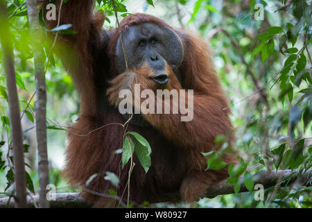 L'orang-outan de Sumatra (Pongo abelii) mâle adulte, parc national de Gunung Leuser, Sumatra, Indonésie. Banque D'Images