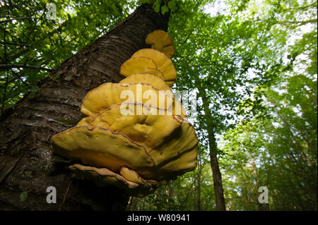 Les bois de crabe : (sulphureus) Bourgogne, France, juin. Banque D'Images