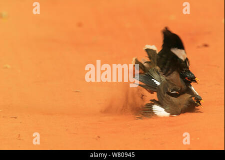 Common myna (Acridottheres tristis), lutte entre les paires, Bryanston, Madagascar. Banque D'Images