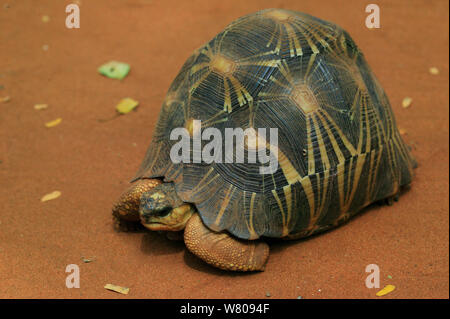 Tortue rayonnée (Geochelone radiata) Bryanston, Madagascar. Banque D'Images