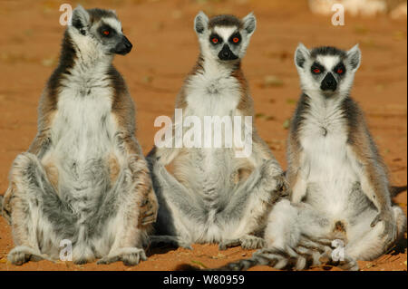 Le phoque annelé-tailed lemur (Lemur catta) groupe de trois se dorer sous le soleil, Bryanston, Madagascar. Banque D'Images