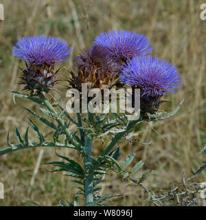 Chardons cardon (Cynara cardunculus) fleurs, marais Breton, Mayenne, France, juillet. Banque D'Images