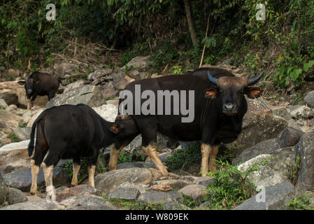 Gayal / Mithun (Bos frontalis) mère et son petit, de l'Arunachal Pradesh, au nord-est de l'Inde. Novembre 2014. Banque D'Images