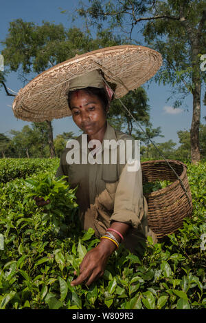 Plateau picker, recueillir les feuilles de thé (camelia sinensis) portant de grands chapeaux de paille, de l'Assam, au nord-est de l'Inde, octobre 2014. Banque D'Images