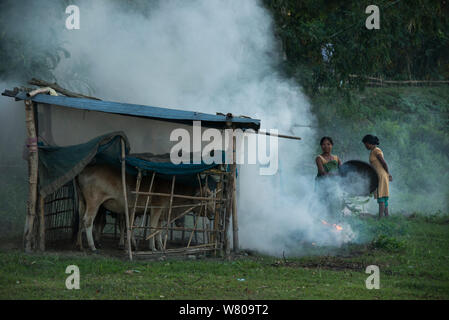 Femme de la tribu Mising fumée à l'aide de chasser les moustiques des bovins, de l'Île Majuli, Brahmapoutre, l'Assam, au nord-est de l'Inde, octobre 2014. Banque D'Images