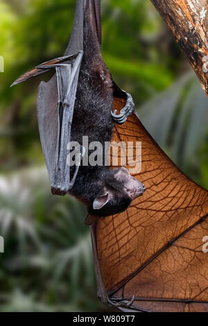 Lyle's Flying Fox (Pteropus lylei) indigènes de Cambodge, Thaïlande et Vietnam tête en bas, l'appelant et l'étirement wing Banque D'Images