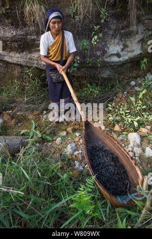 Femme khasi, à l'aide de paniers en bambou pour retirer les poils de chenilles pour les préparer pour la nourriture. Meghalaya, dans le Nord Est de l'Inde. Banque D'Images