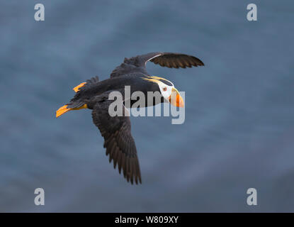 Le macareux huppé (Fratercula cirrhata) adulte en plumage nuptial, en vol, l'île Saint-Paul, îles Pribilof, Alaska, USA Juillet. Banque D'Images