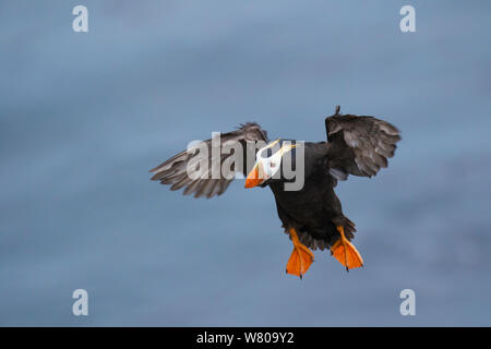 Le macareux huppé (Fratercula cirrhata) adulte en plumage nuptial, en vol sur le point de la terre, l'île Saint-Paul, îles Pribilof, Alaska, USA Juillet. Banque D'Images