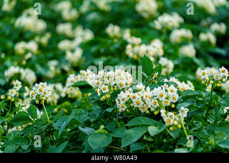 Pommes de fleurs poussant dans un champ dans les régions rurales de l'Île du Prince-Édouard, Canada. Banque D'Images