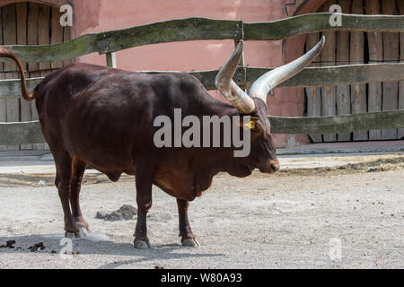 Ankole-Watusi Bull, la race des bovins domestiques de l'Afrique centrale avec des cornes énormes au zoo Banque D'Images