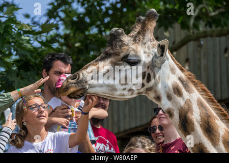 Visiteurs / alimentation / les touristes du nord / girafe caressant trois cornes Girafe (Giraffa camelopardalis) au zoo / Le jardin zoologique Banque D'Images