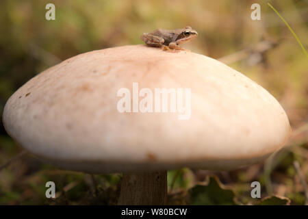 Aka le guide des champignons bolets scaber bouleau aka stalk Banque D'Images