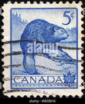Timbre canadien vintage avec un castor Banque D'Images