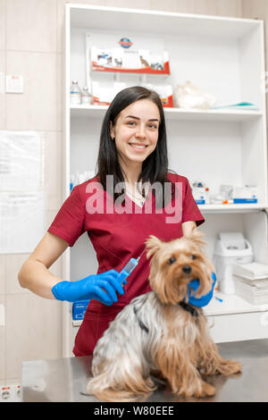 Belle jeune femme vétérinaire vaccinant yorkshire terrier. Banque D'Images