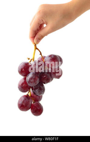 Woman's hand holding a bouquet de raisins noirs sur fond blanc Banque D'Images