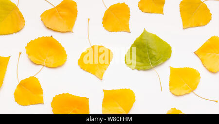 Feuilles jaunes avec un autre tombé sur fond blanc Banque D'Images