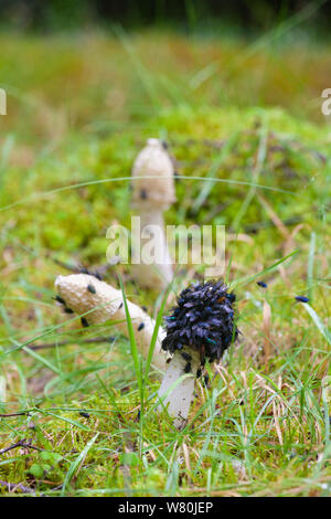 Phalle impudique Phallus impudicus Champignons couverts en bleue vole dans un bois près de Aberdeen. Banque D'Images