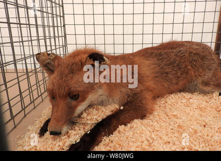 Un renard en cage Banque D'Images