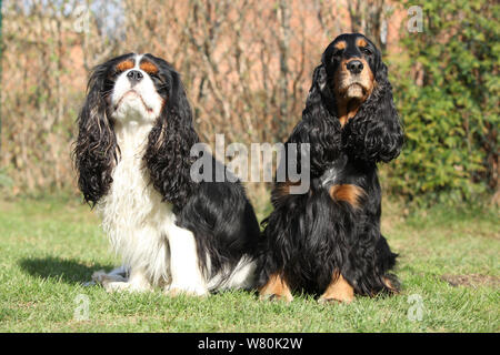 Cavalier King Charles Spaniel avec Cocker Anglais assis ensemble dans le jardin Banque D'Images