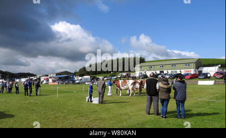 Wigtown et horticoles poultry show 2019 - Jugement de bétail Banque D'Images