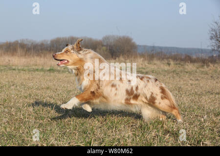 Australian Shepherd Dog sautant au printemps Banque D'Images