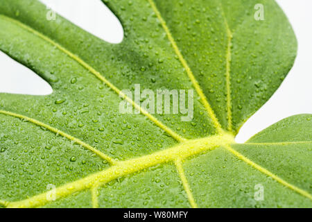 Goutte d'eau sur une feuille de monstera , Gros plan sur les gouttelettes de rosée philodendron plante - Banque D'Images