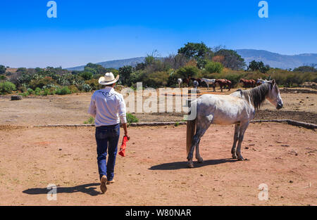 Cow-boy Wrangler tendant à cheval à à un ranch mexicain Banque D'Images