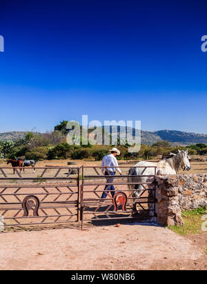 Cow-boy Wrangler tendant à cheval à à un ranch mexicain Banque D'Images