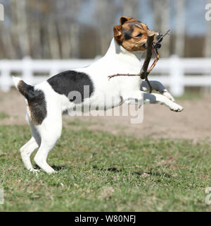 Magnifique Parson Russell Terrier fonctionnant dans l'air extérieur Banque D'Images