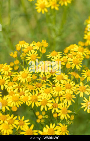 Corps de fleurs jaunes de Séneçon commun / Jacobaea vulgaris syn Senecio jacobaea des astéracées. Une des mauvaises herbes Les mauvaises herbes agricoles préjudiciables en vertu de la Loi sur Banque D'Images