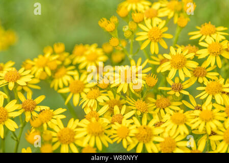 Corps de fleurs jaunes de Séneçon commun / Jacobaea vulgaris syn Senecio jacobaea des astéracées. Une des mauvaises herbes Les mauvaises herbes agricoles préjudiciables en vertu de la Loi sur Banque D'Images