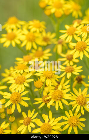 Corps de fleurs jaunes de Séneçon commun / Jacobaea vulgaris syn Senecio jacobaea des astéracées. Une des mauvaises herbes Les mauvaises herbes agricoles préjudiciables en vertu de la Loi sur Banque D'Images